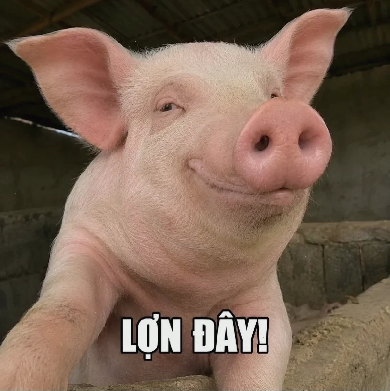 meme lợn soi gương