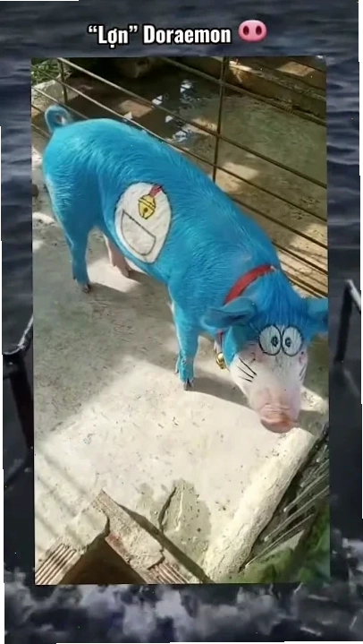 meme lợn uống trà sữa