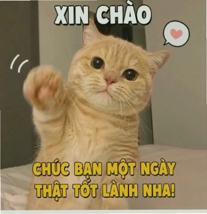 meme lựa chọn