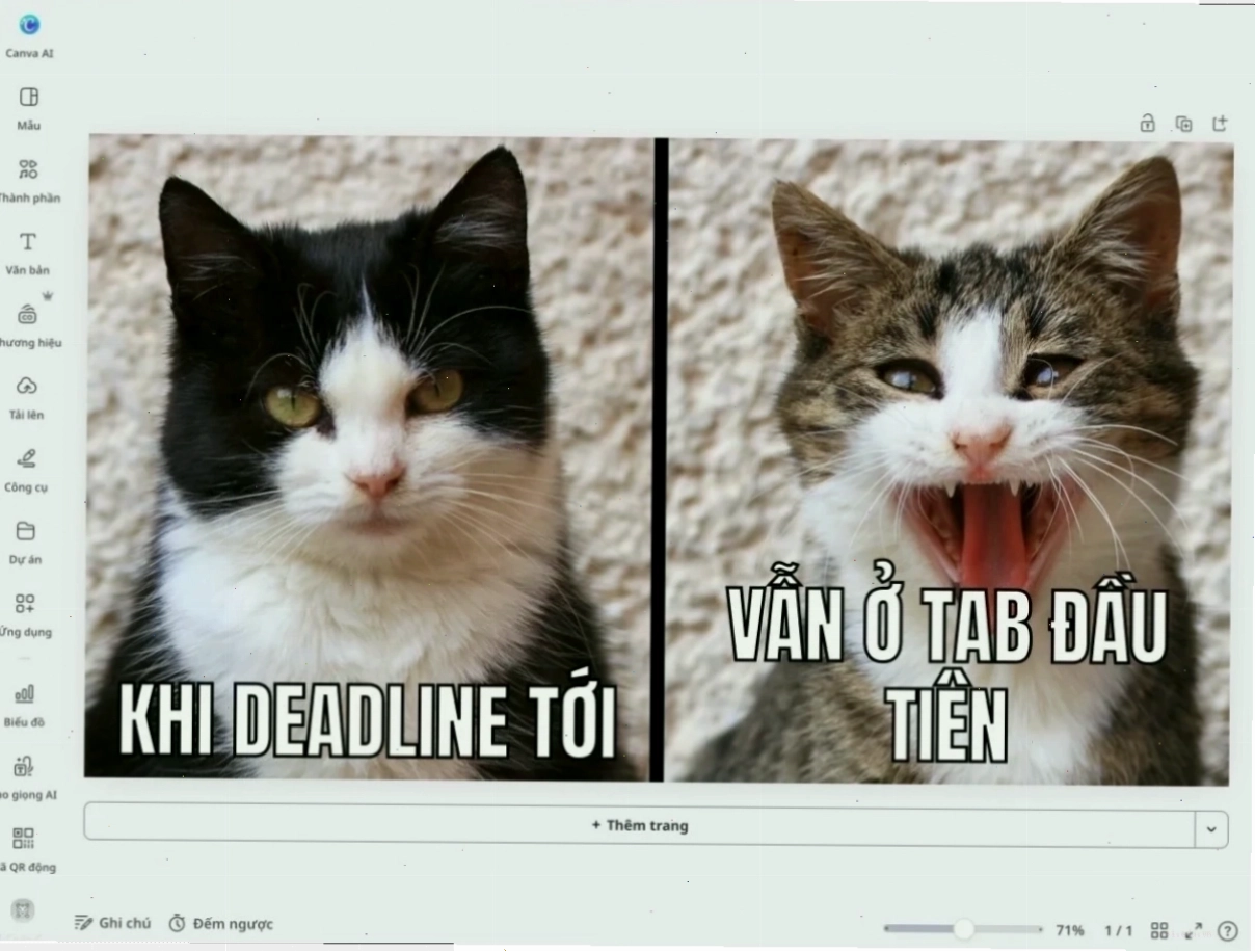 meme lựa chọn