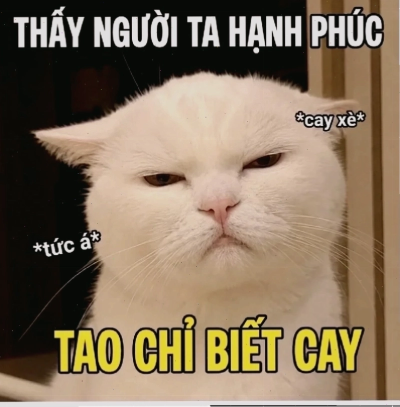 meme lựa chọn