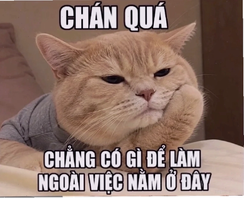 meme lựa chọn