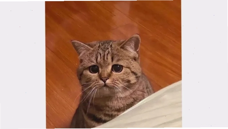 meme mặt buồn đầy mỉa mai