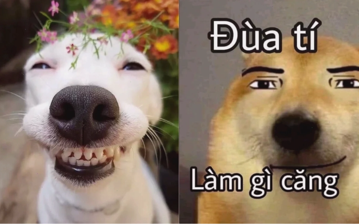 meme mặt cười 24 meme mặt cười hài hước