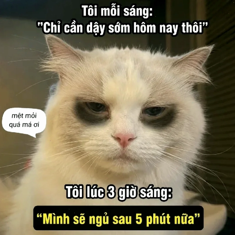meme mắt đỏ