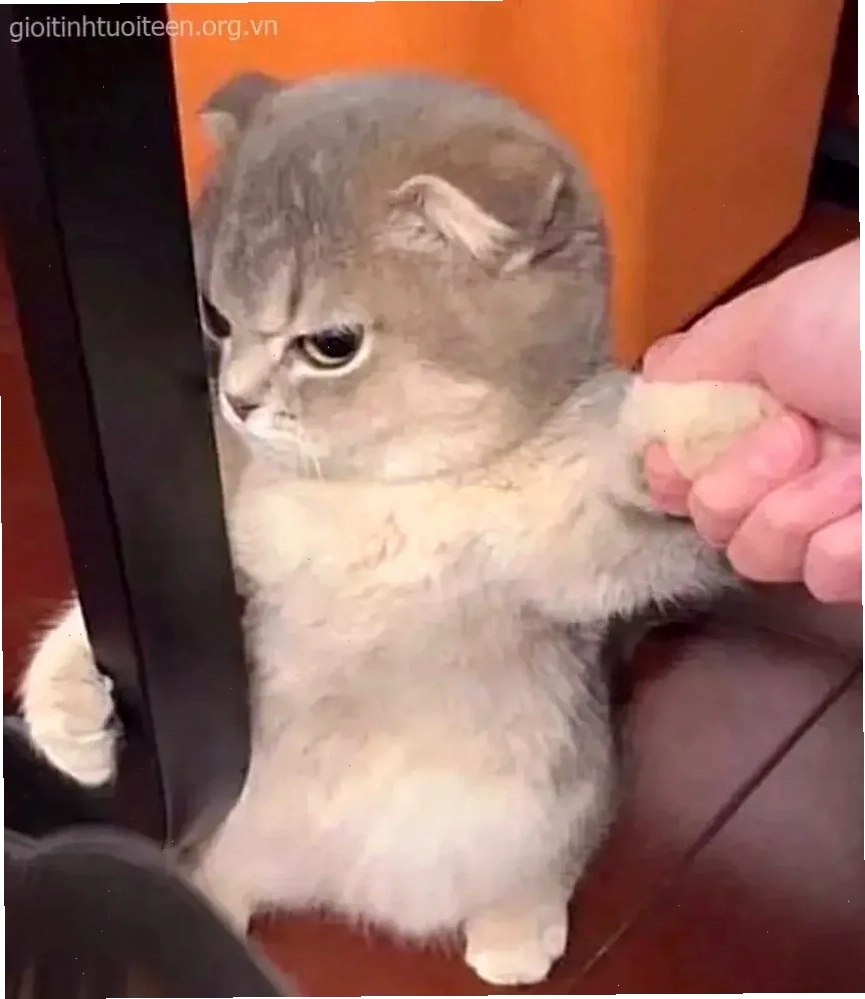 Meme mắt lác trên ảnh đời thường