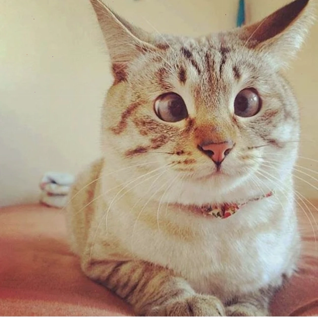 Meme mắt lác và biểu cảm ngạc nhiên