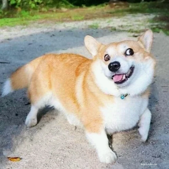 Meme mắt lác vui vẻ