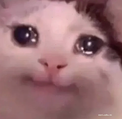 meme mắt long lanh giả nai