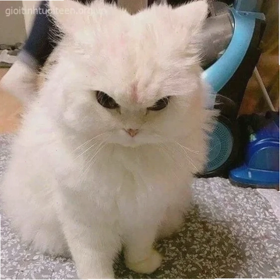 meme mặt nhăn troll