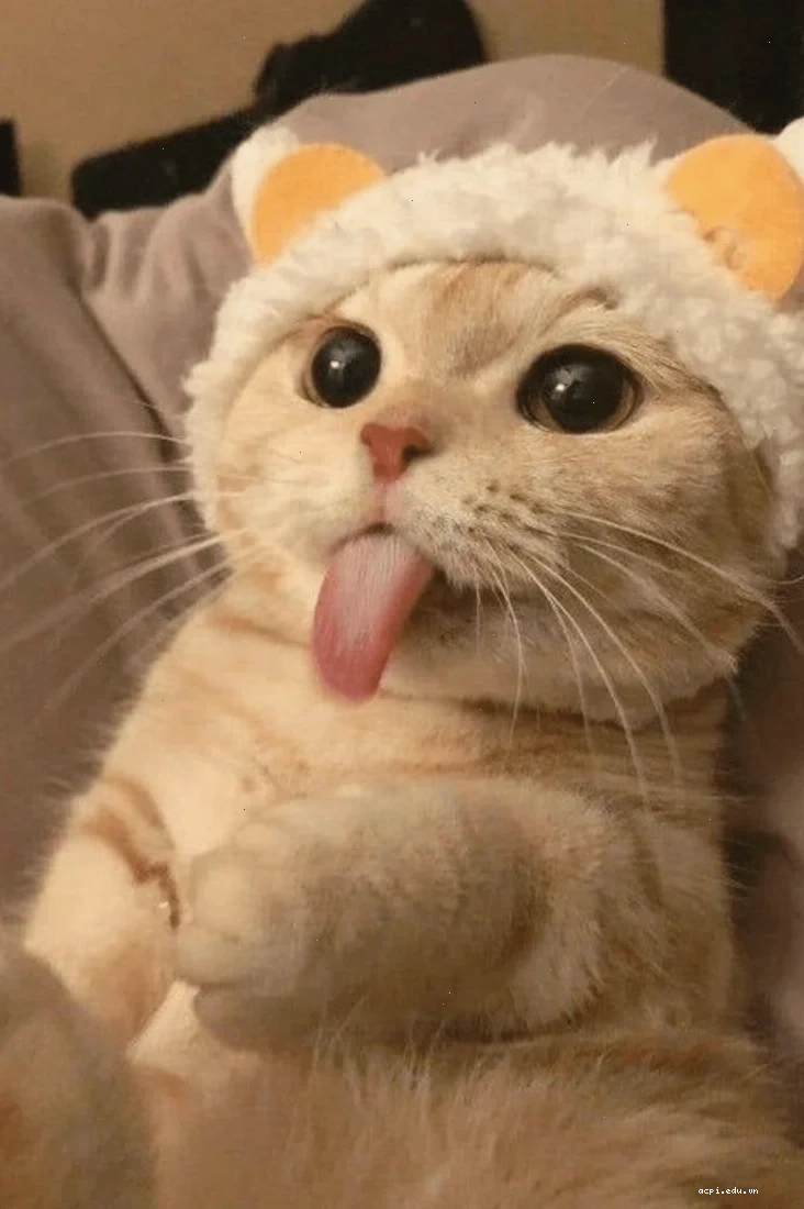 Meme mèo