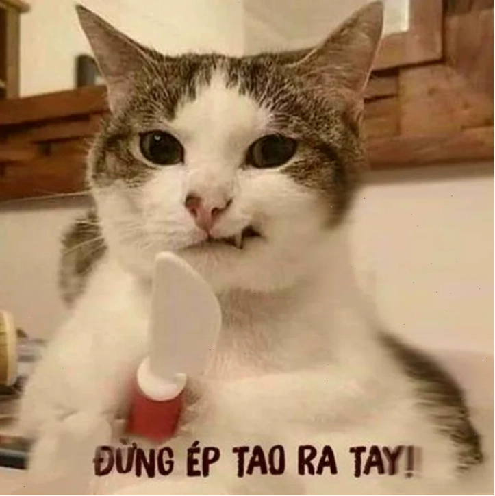 meme mèo béo giận