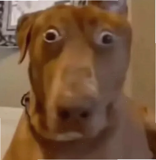 meme mèo bối rối cực dễ thương