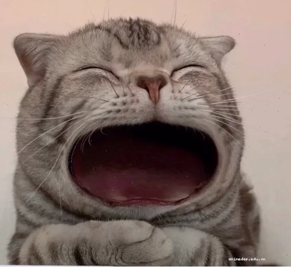 meme mèo buồn