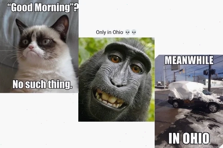 meme mèo buồn