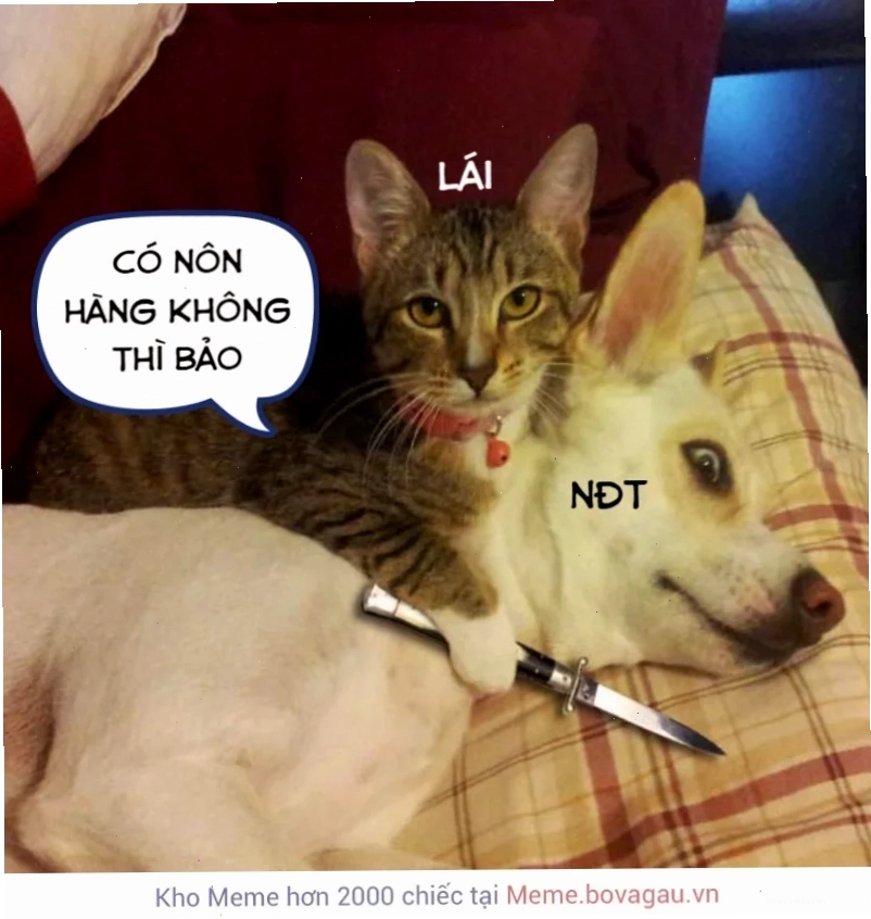 Meme mèo cầm dao
