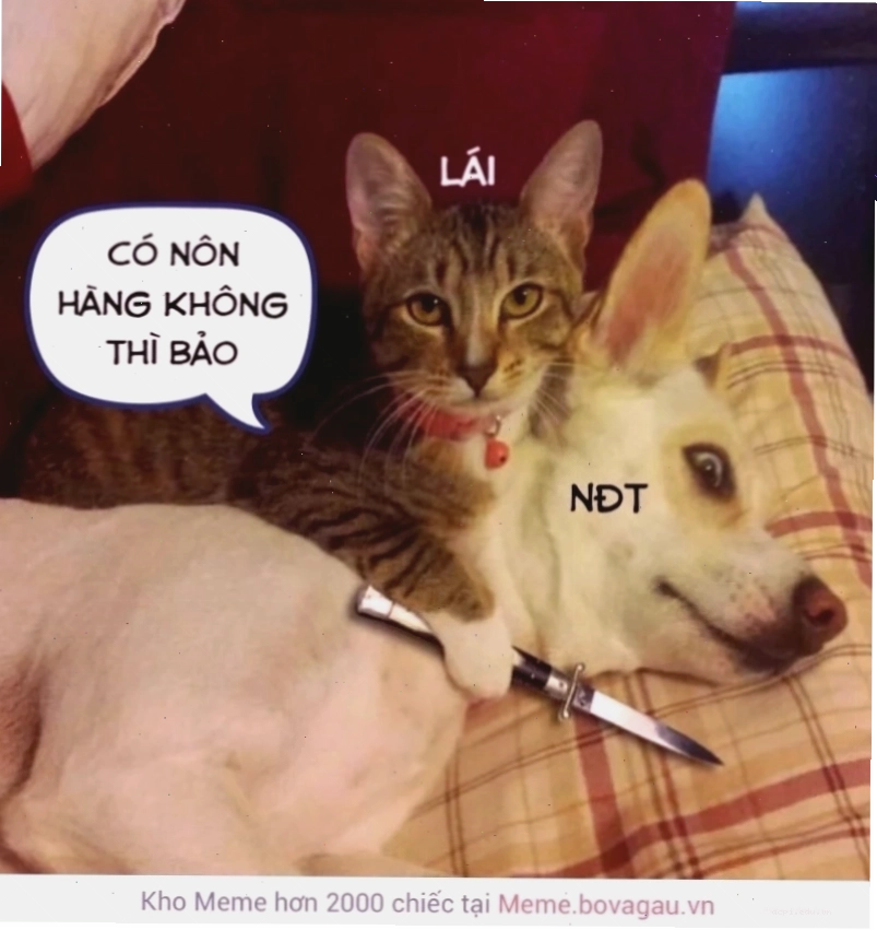 Meme mèo cầm dao