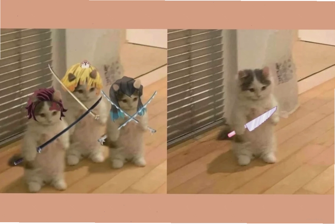 meme mèo cầm dao đang ăn