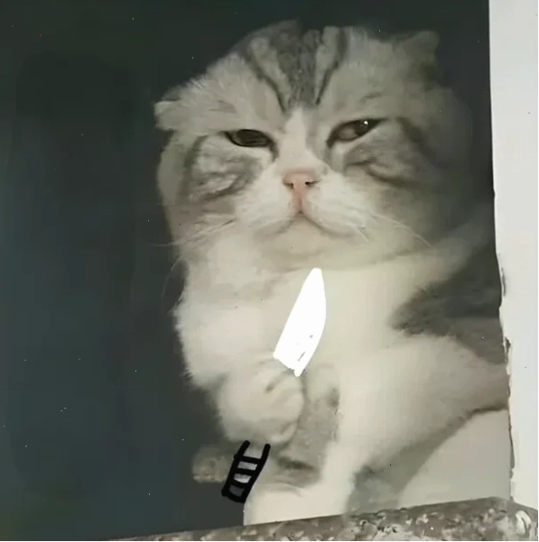 meme mèo cầm dao đang ngủ