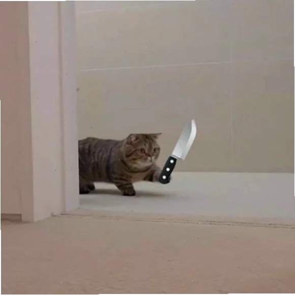 meme mèo cầm dao đi chợ
