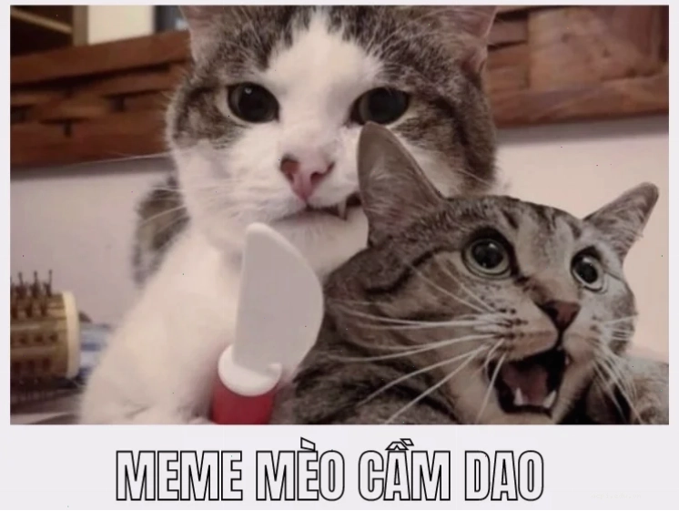meme mèo cầm dao đòi lương