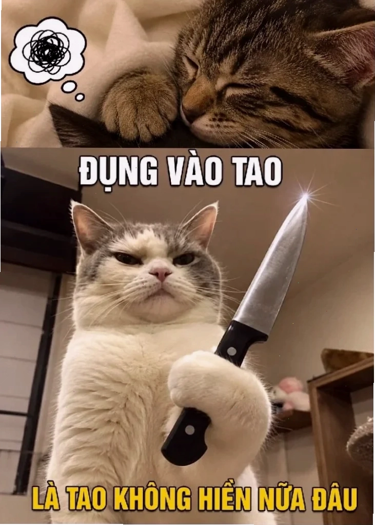 meme mèo cầm dao đứng bên bảng điện
