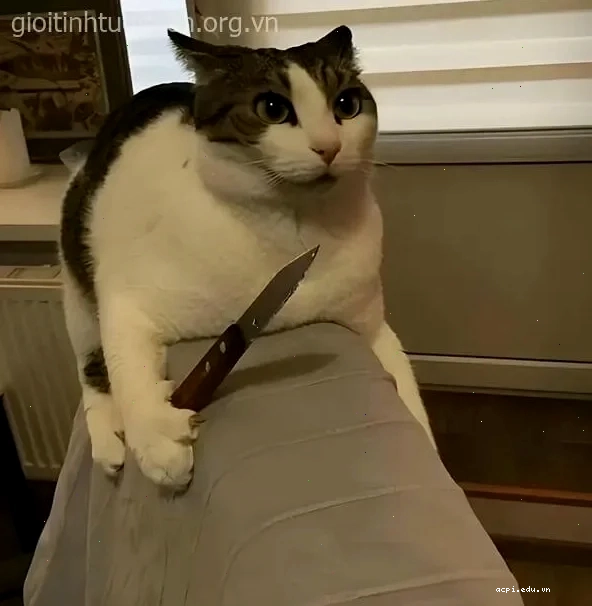 meme mèo cầm dao ngồi ghế
