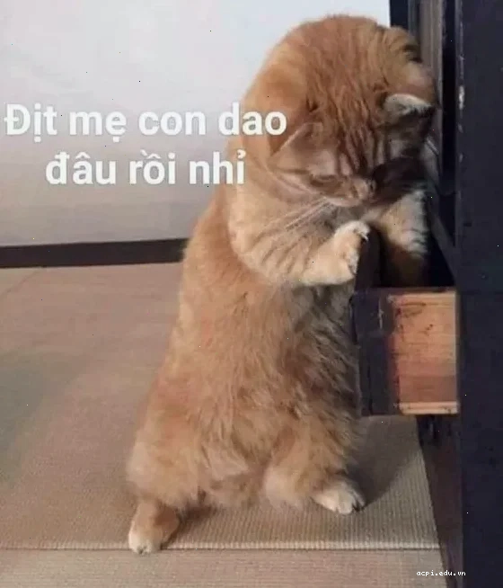 meme mèo cầm dao nhìn camera
