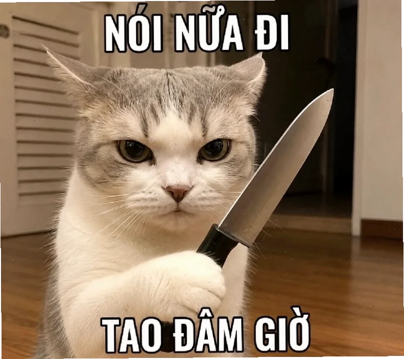 meme mèo cầm dao nhìn cực chiến