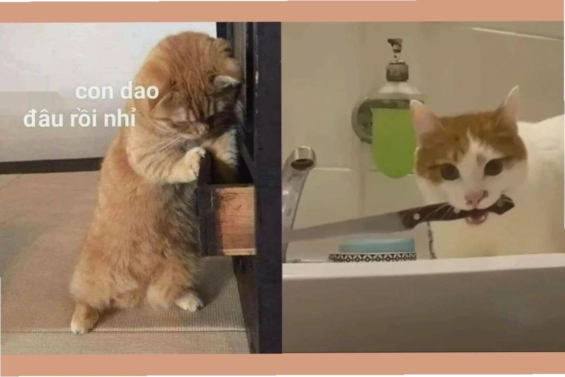 meme mèo cầm dao phong cách ngầu