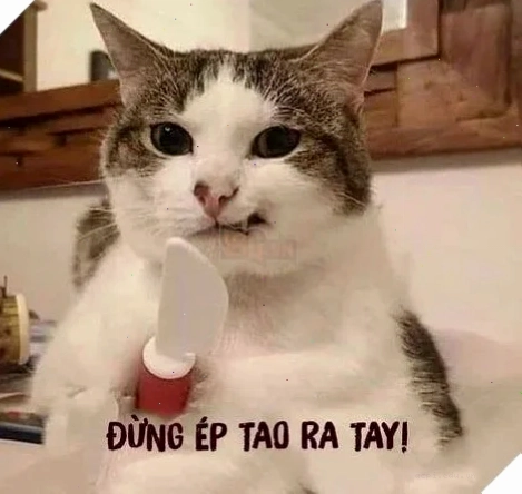 meme mèo cầm dao thần thánh