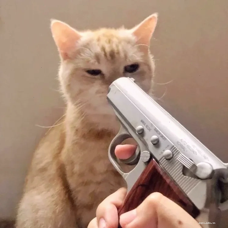 meme mèo cầm súng ak chiến đấu