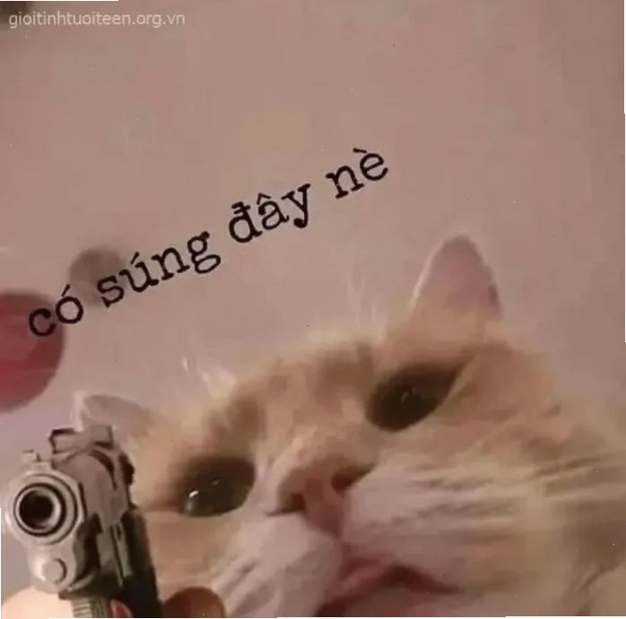 meme mèo cầm súng ff bá đạo