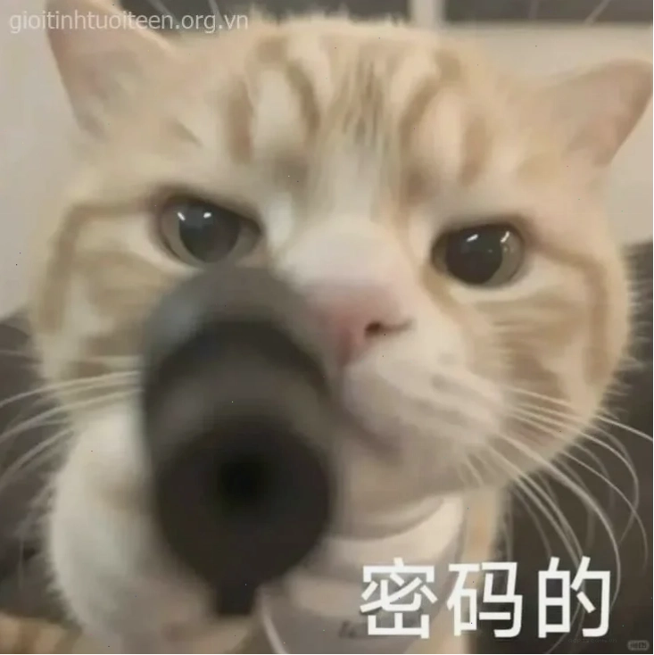 meme mèo cầm súng ff trong game