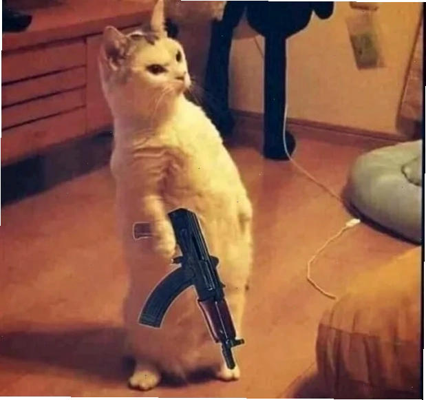 meme mèo cầm súng phong cách ngầu