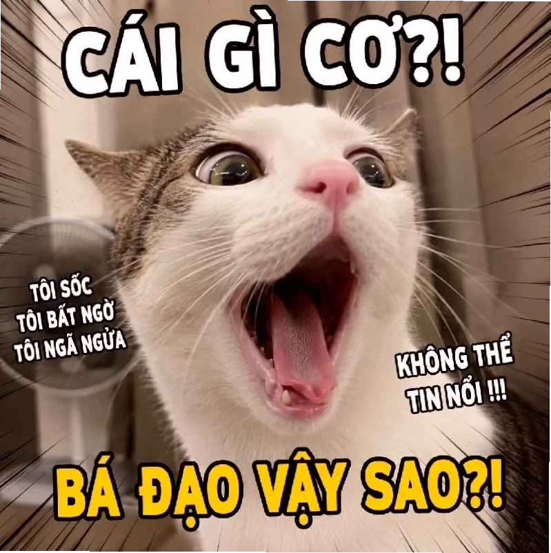 meme mèo cắn yêu