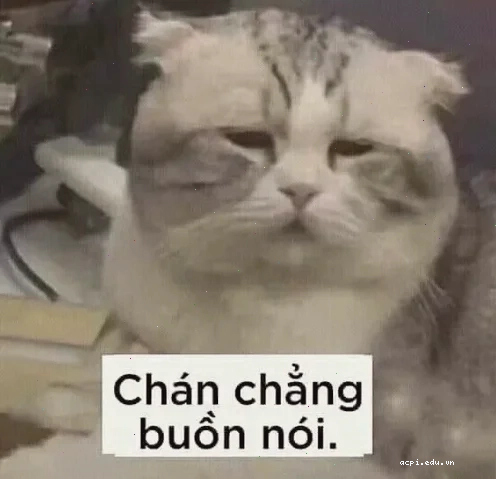 meme mèo chán đời vì bị họp
