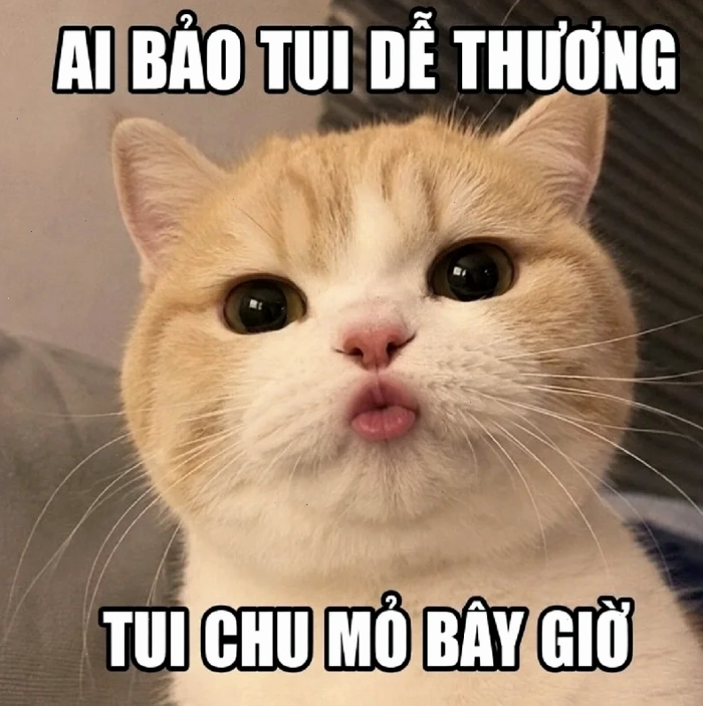 meme mèo chu môi
