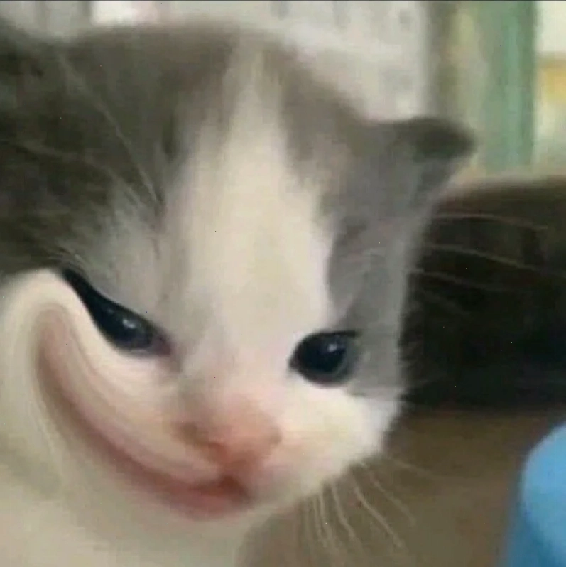 meme mèo cười