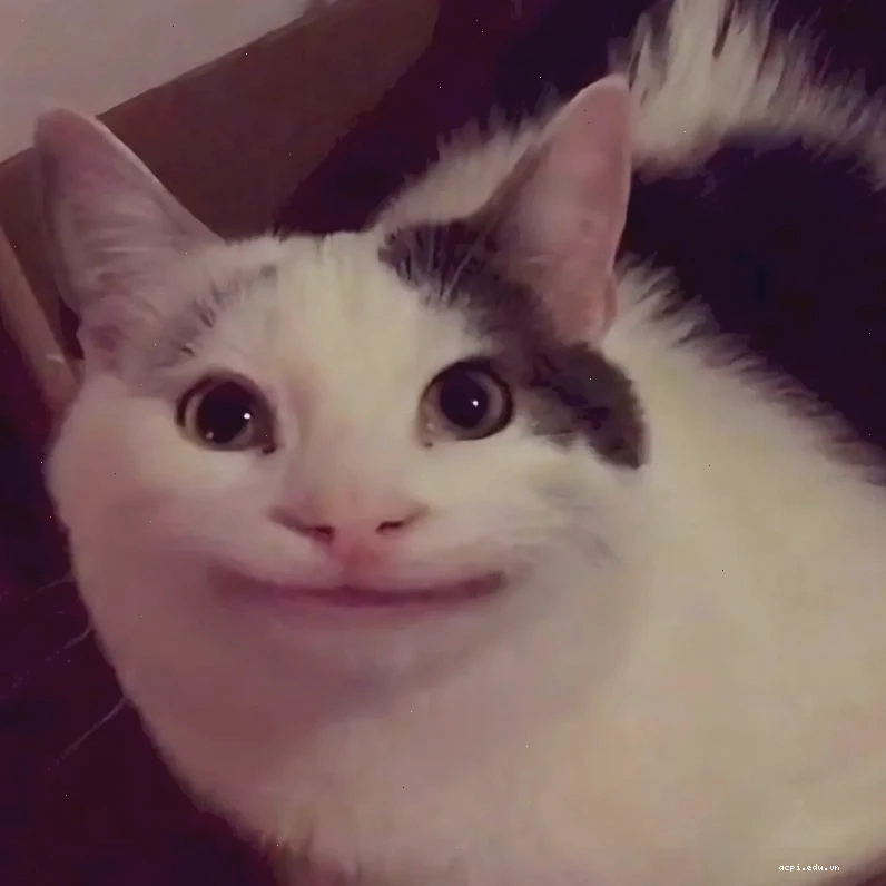 meme mèo cười