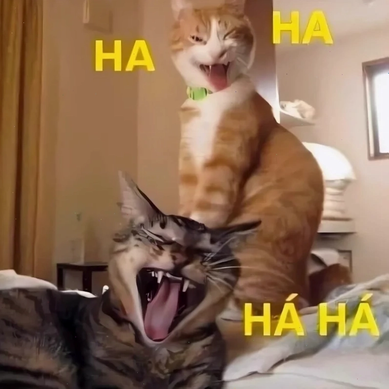 meme mèo cười