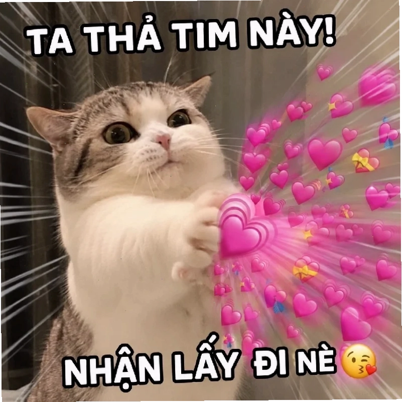 meme mèo cười