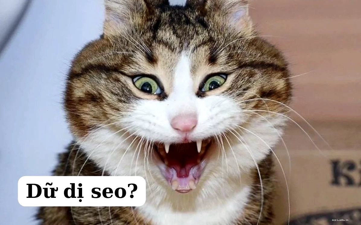 meme mèo cười