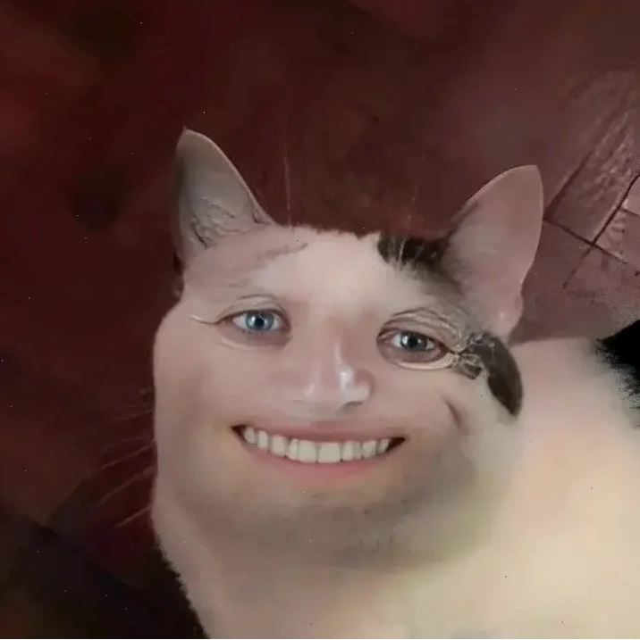 meme mèo cười