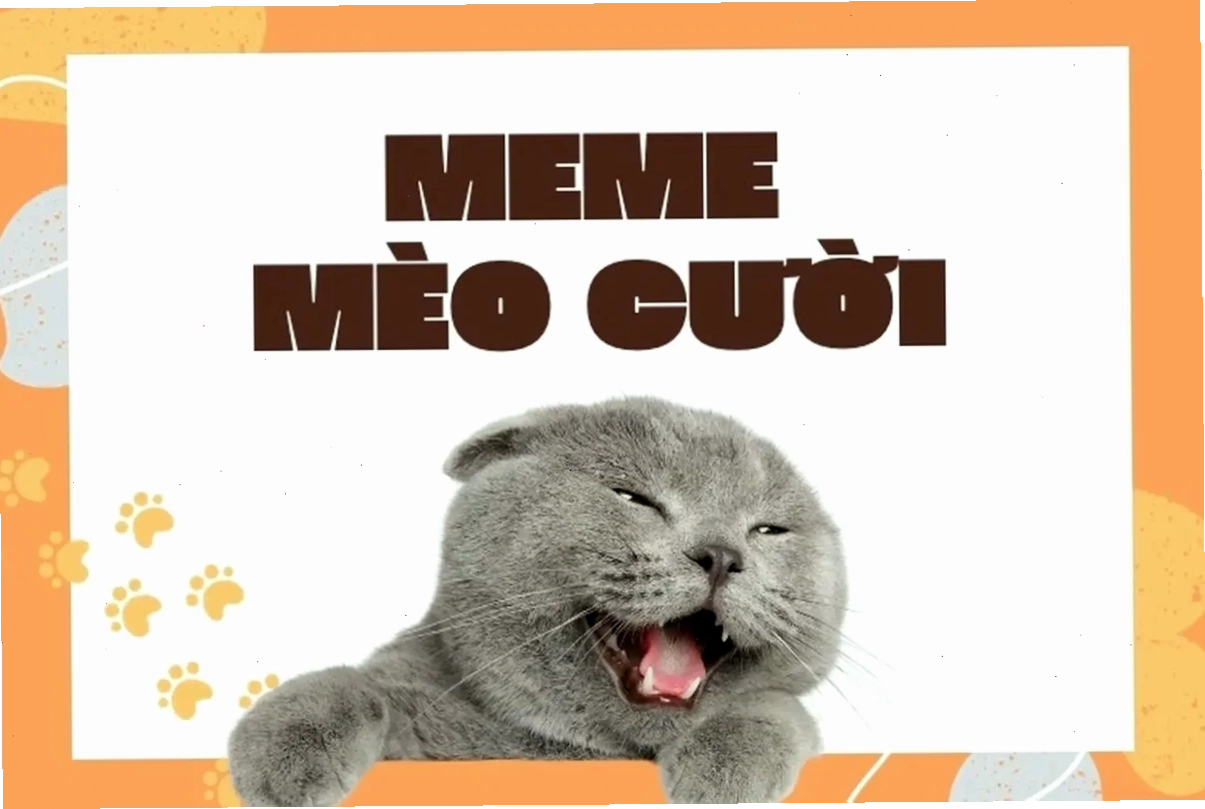 meme mèo cười