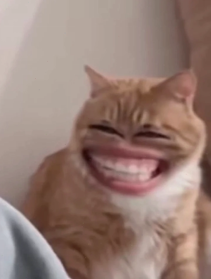 meme mèo cười