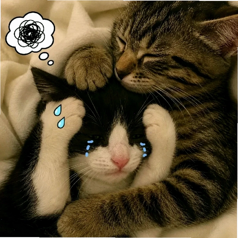 meme mèo cười