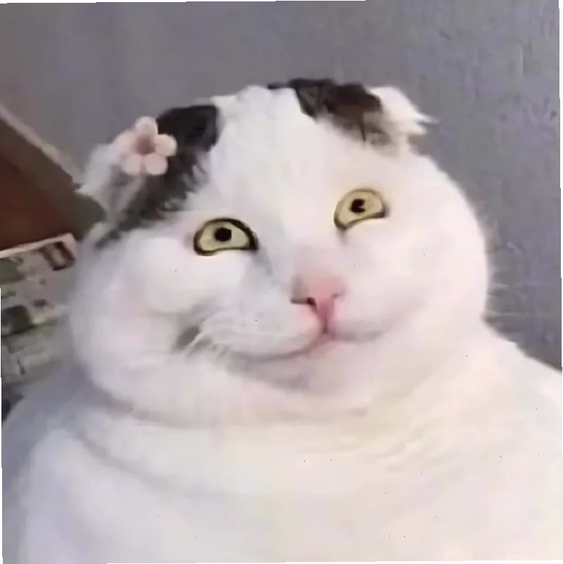 meme mèo cười