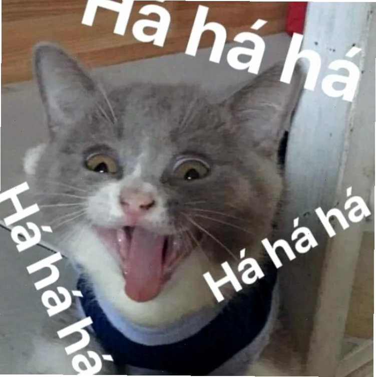 meme mèo cười