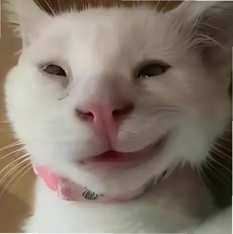 meme mèo cười